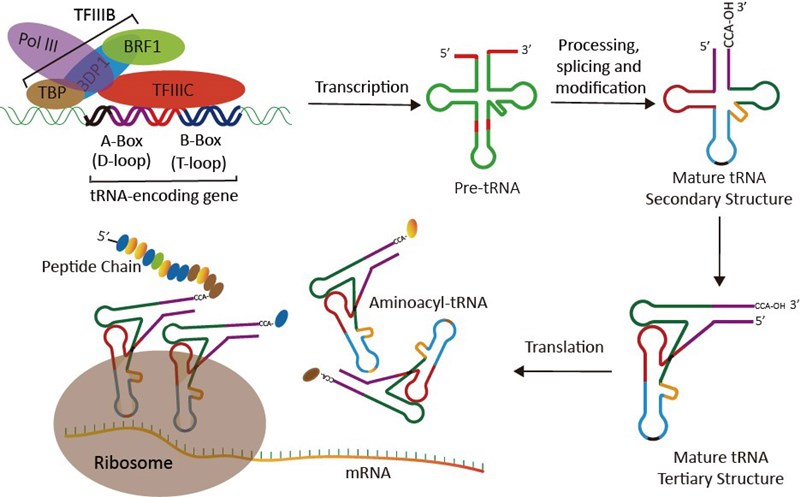 1tRNA_Research_Background_Review