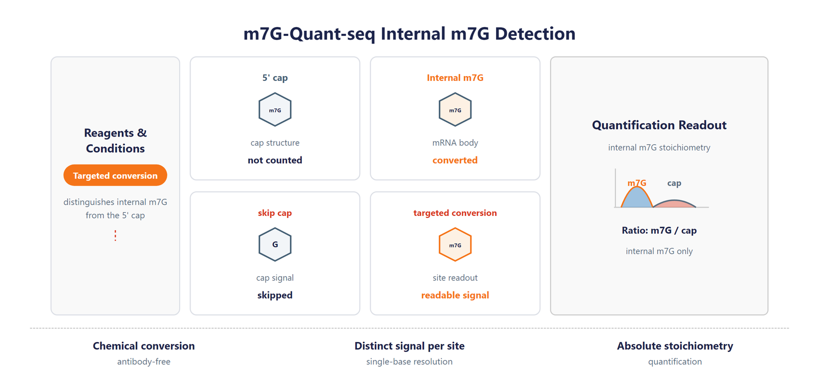 Single-Nucleotide RNA m7G Modification Seq scheme