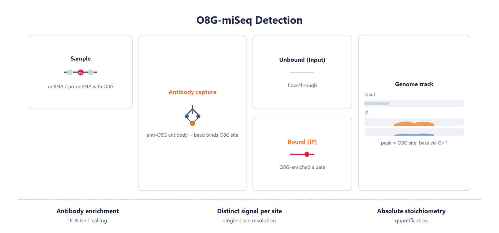 Single-Nucleotide RNA O8G Modification Seq scheme