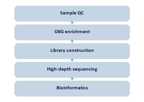 Single-Nucleotide RNA O8G Modification Seq workflow