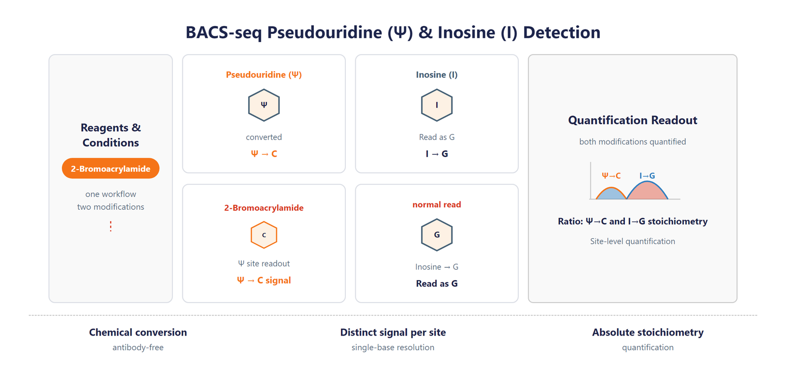 Single-Nucleotide RNA Ψ&inosine Modification Seq scheme
