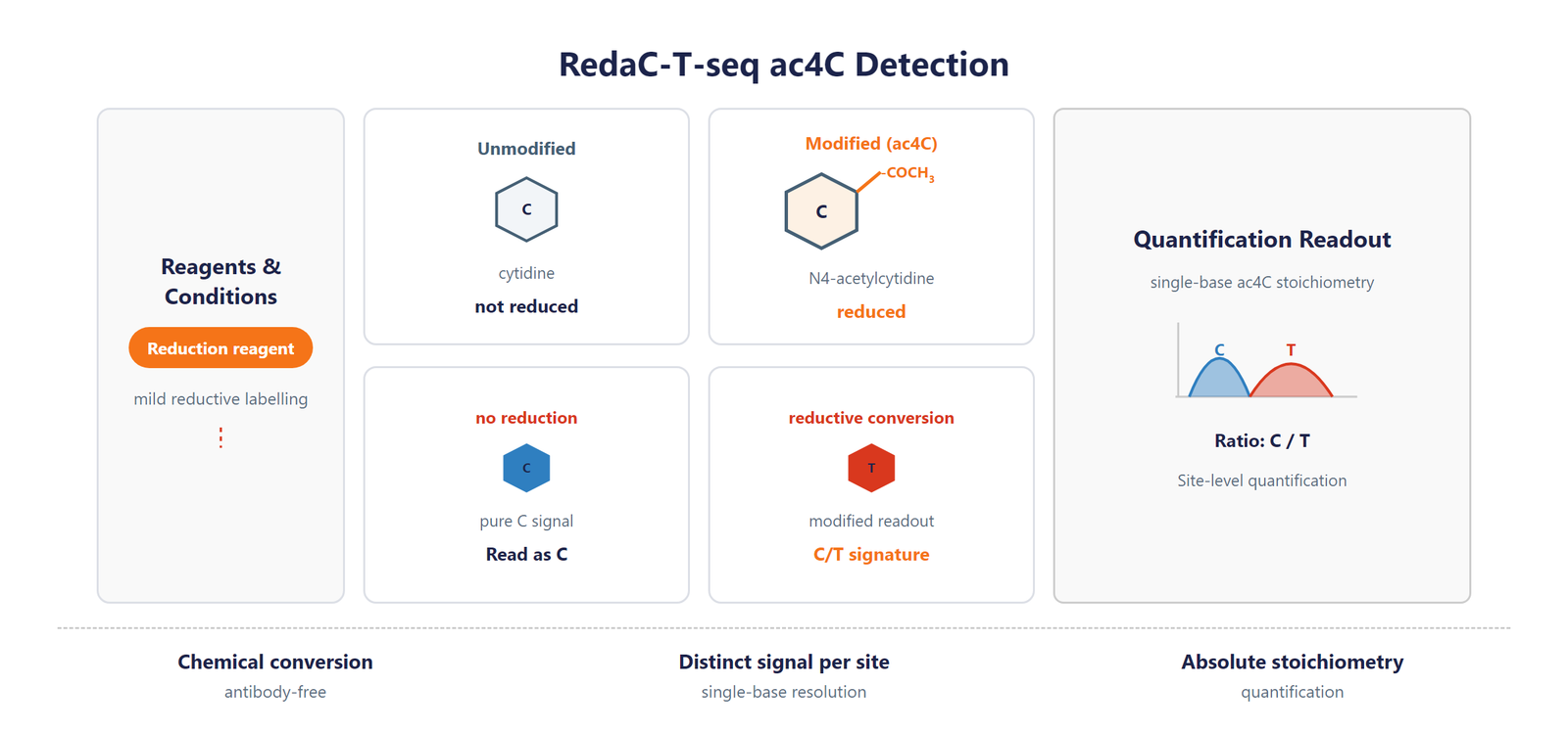 Single-Nucleotide RNA ac4C Modification Seq scheme
