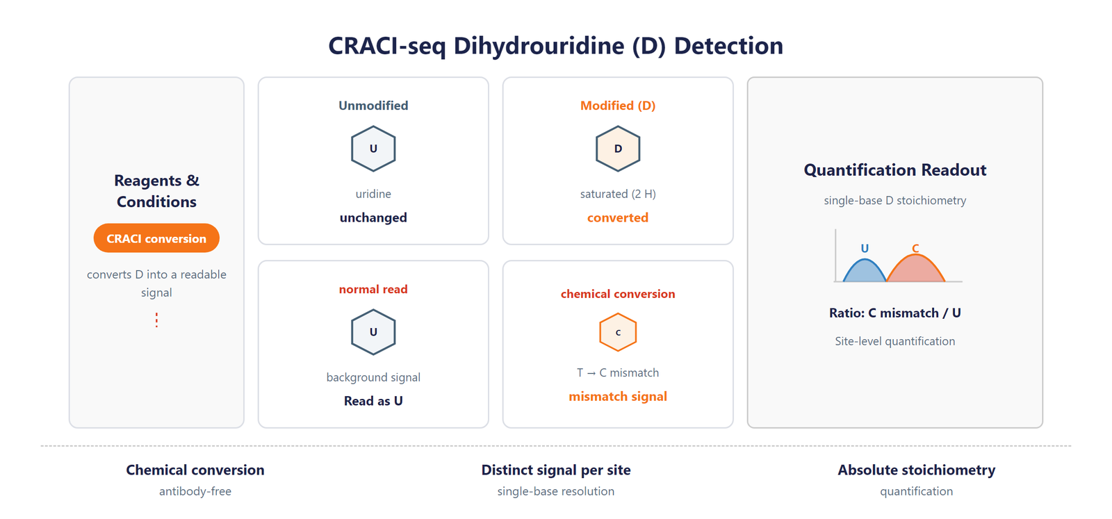 Single-Nucleotide RNA Dihydrouridine (D) Modification Seq scheme