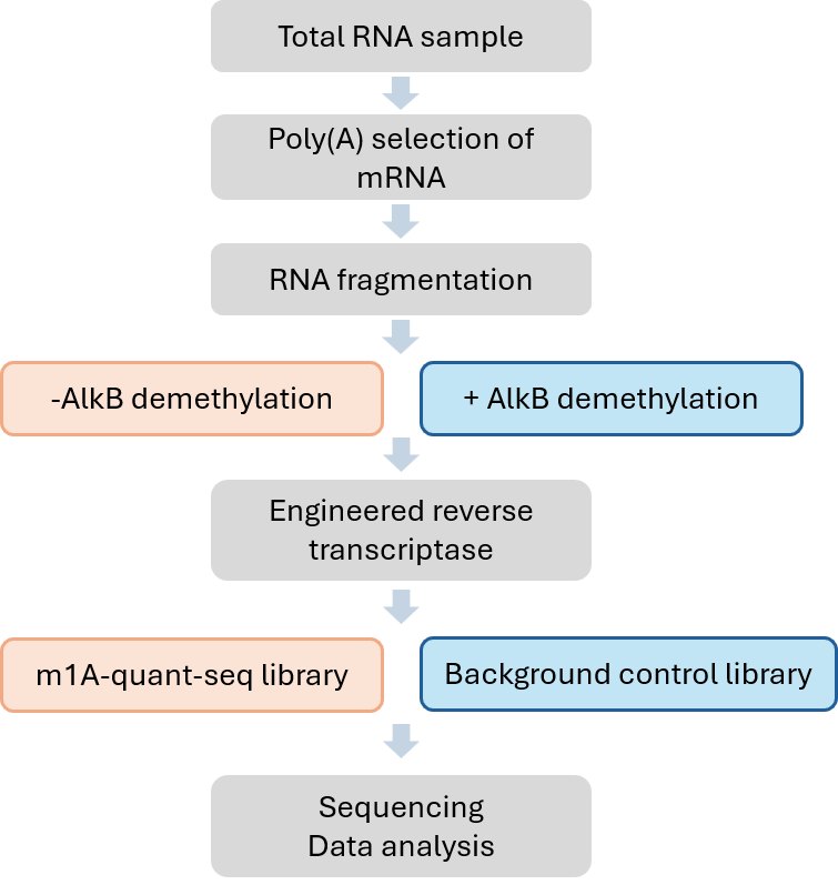 m1A-quant-seq workflow