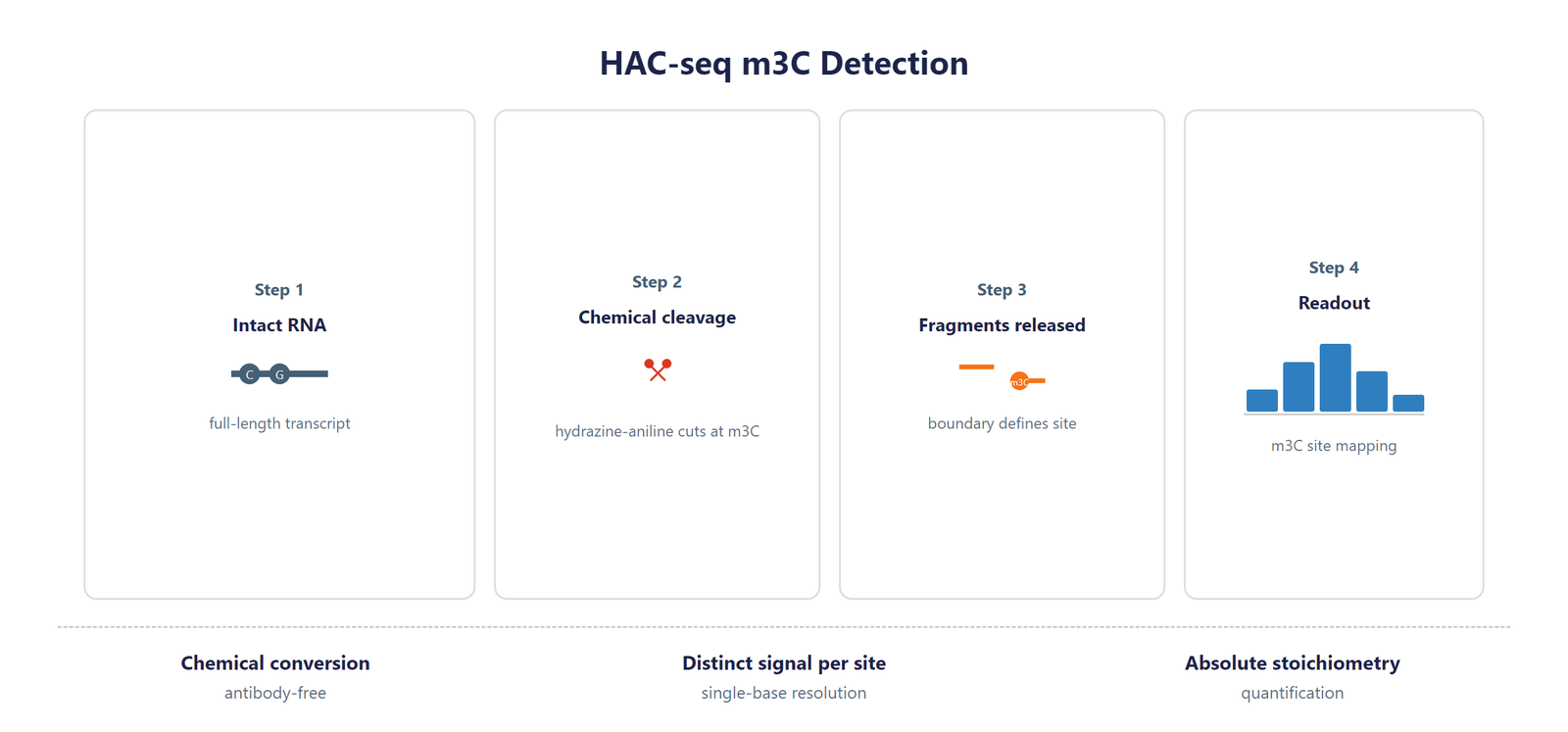 Single-Nucleotide RNA m3C Modification Seq scheme