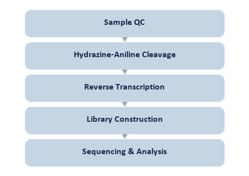 Single-Nucleotide RNA m3C Modification Seq workflow