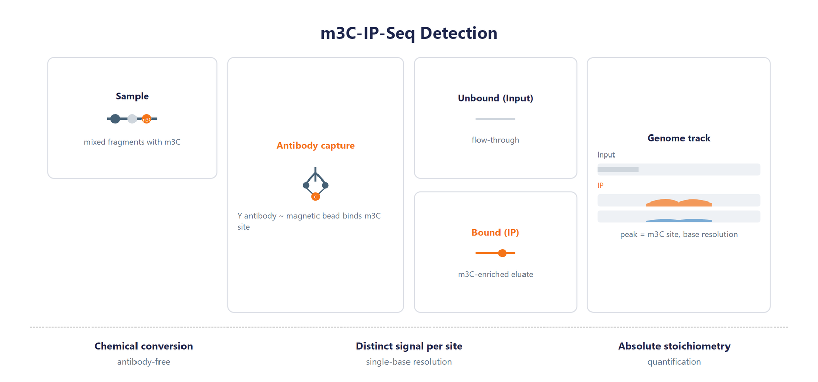 Single-Nucleotide RNA m3C Modification Seq scheme
