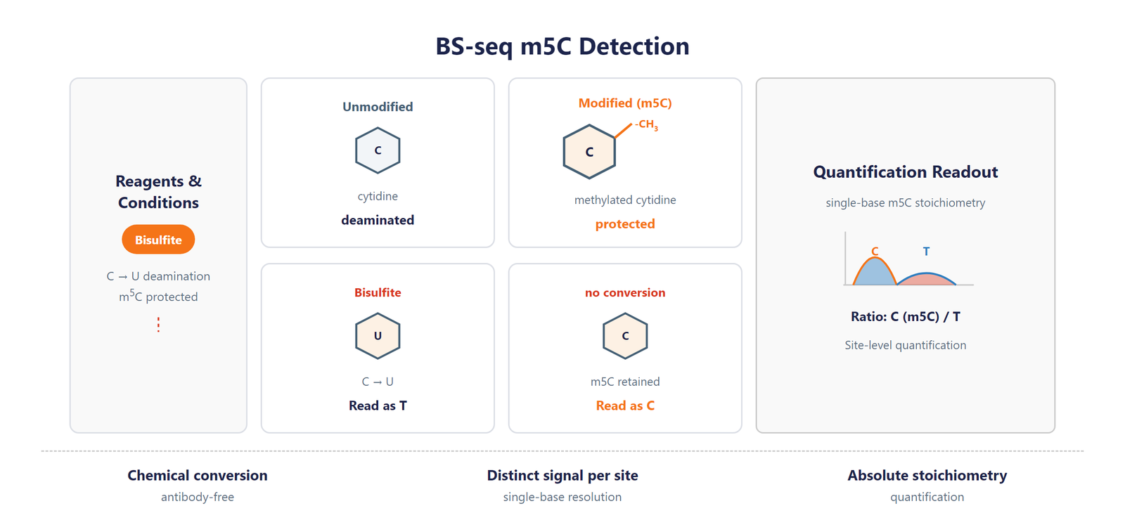 Single-Nucleotide RNA m5C Modification Seq scheme