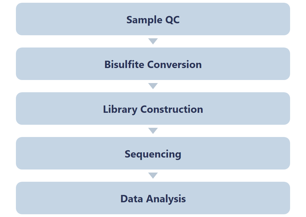 Single-Nucleotide RNA m5C Modification Seq workflow