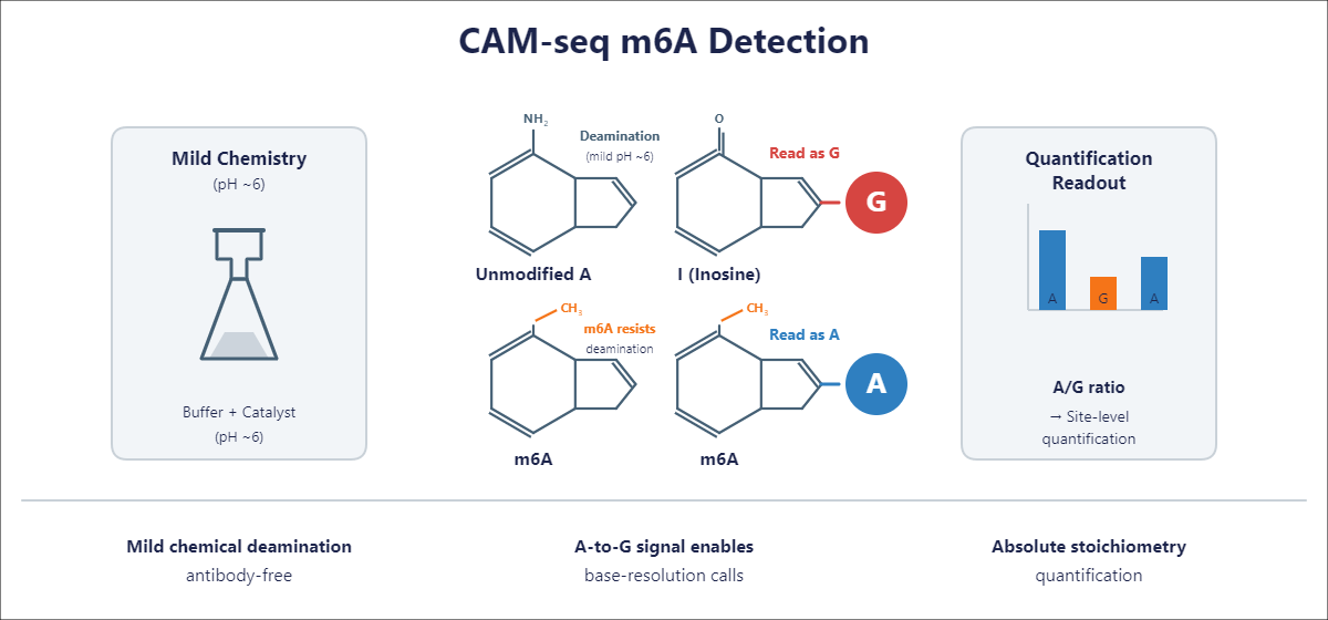 Single-Nucleotide RNA m6A Modification Seq scheme