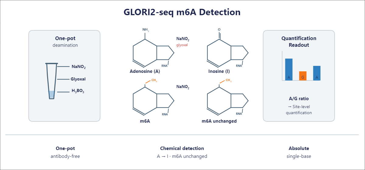 Single-Nucleotide RNA m6A Modification Seq scheme