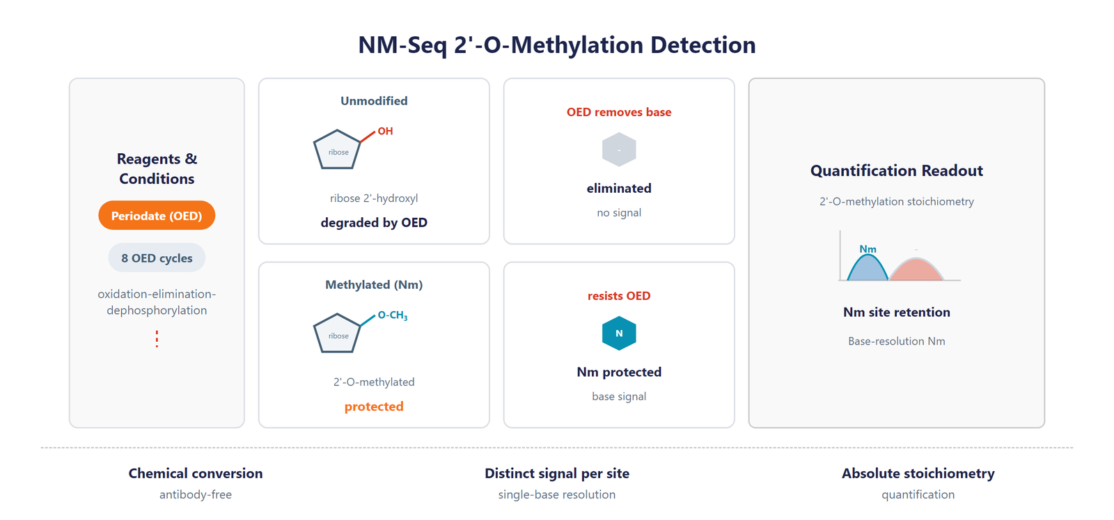Single-Nucleotide tRNA 2'-O-Me Modification Seq scheme