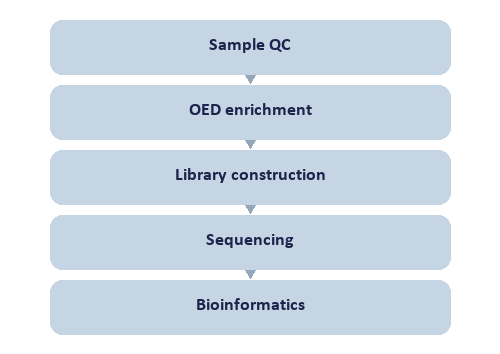 Single-Nucleotide tRNA 2'-O-Me Modification Seq workflow