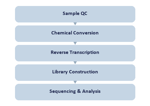 Single-Nucleotide tRNA Dihydrouridine (D) Modification Seq workflow