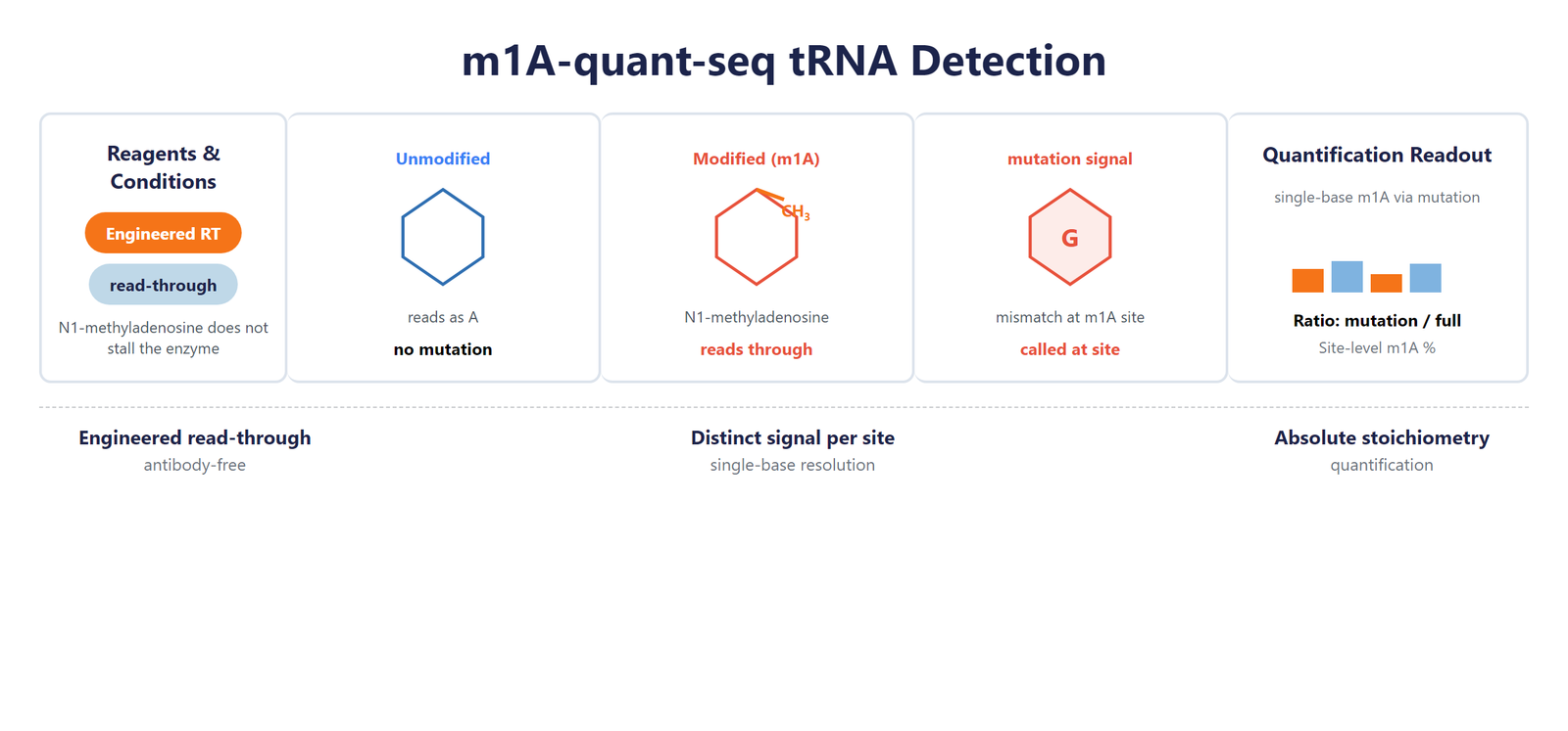 Single-Nucleotide tRNA m1A Modification Seq scheme