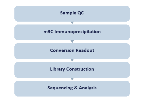 Single-Nucleotide tRNA m3C Modification Seq workflow