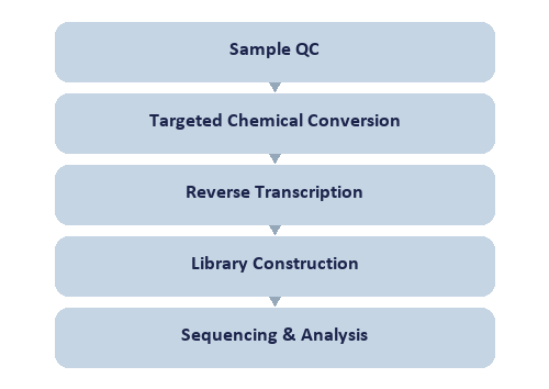 Single-Nucleotide tRNA m7G Modification Seq workflow