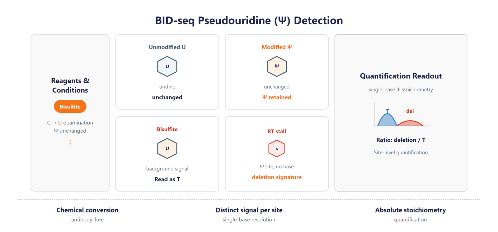 Single-Nucleotide tRNA Pseudouridine (Ψ) Modification Seq scheme