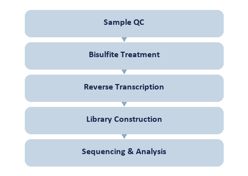 Single-Nucleotide tRNA Pseudouridine (Ψ) Modification Seq workflow
